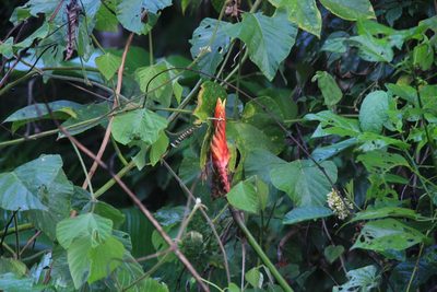 Heliconia episcopalis, photographed by Steven Bodzin