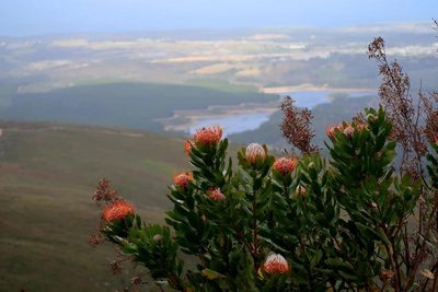 Leucospermum glabrum, photographed by Di Turner