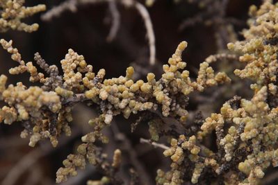 Caroxylon aphyllum, photographed by Tony Rebelo