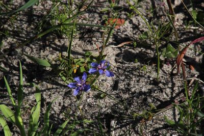 Moraea lugubris, photographed by Tony Rebelo