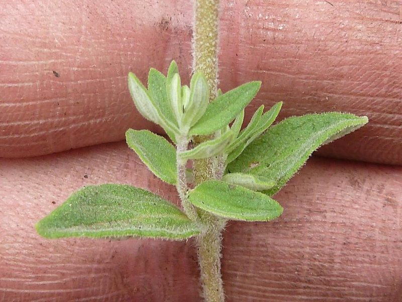 Syncolostemon rectiflorus, photographed by Andrew Hankey