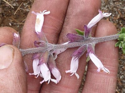 Syncolostemon rectiflorus, photographed by Andrew Hankey