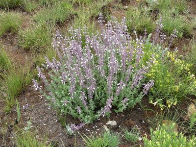 Syncolostemon rectiflorus, photographed by Andrew Hankey