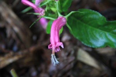 Centropogon cornutus, photographed by Steven Bodzin