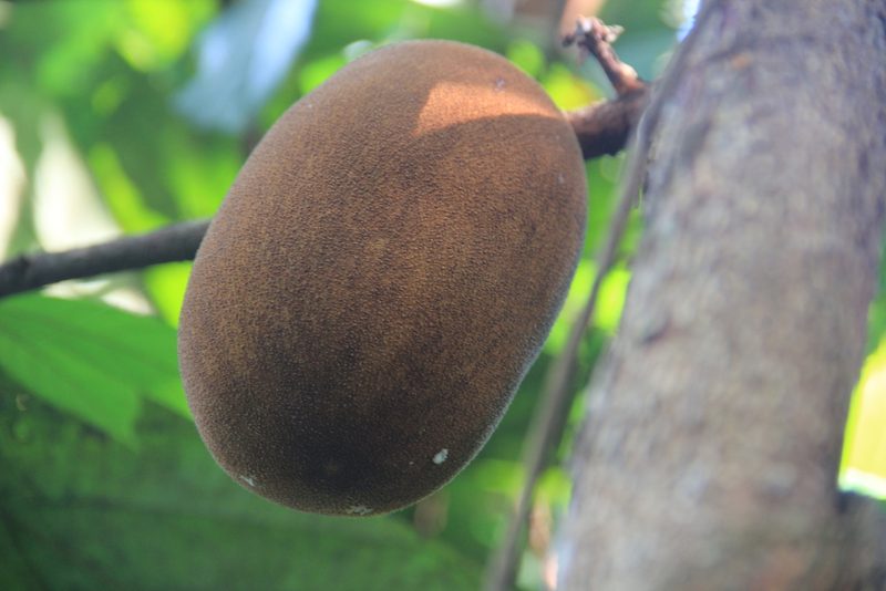 Theobroma grandiflorum, photographed by Steven Bodzin