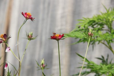 Cosmos caudatus, photographed by Steven Bodzin