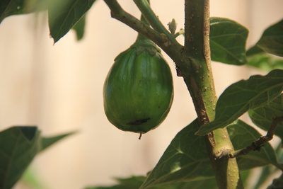 Solanum aethiopicum, photographed by Steven Bodzin