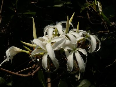 Ancylobothrys petersiana