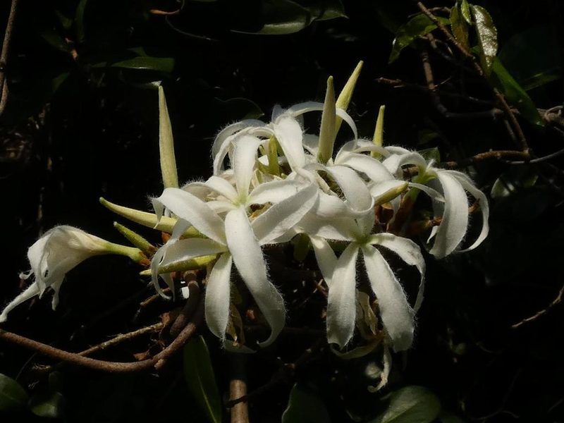 Ancylobothrys petersiana, photographed by Ronald Flipphi