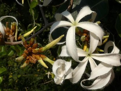Ancylobothrys petersiana, photographed by Ronald Flipphi
