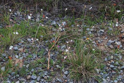 Hesperantha falcata, photographed by Tony Rebelo