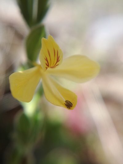 Henrya insularis, photographed by Laura J. Costello