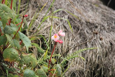 Begonia acerifolia, photographed by Steven Bodzin