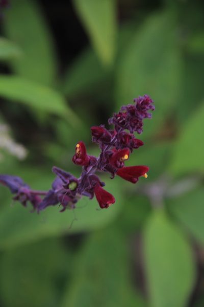 Neobartsia lydiae, photographed by Steven Bodzin