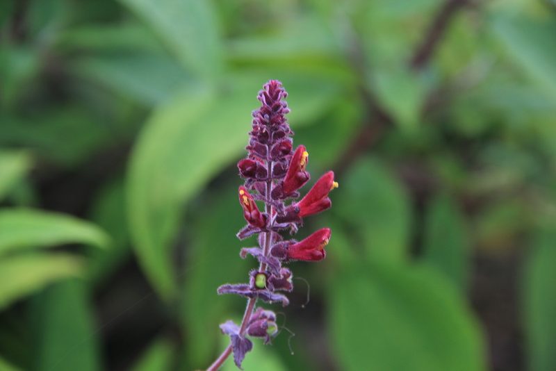 Neobartsia lydiae, photographed by Steven Bodzin