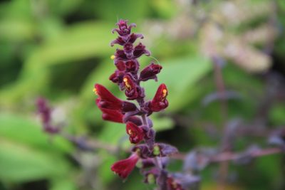 Neobartsia lydiae, photographed by Steven Bodzin
