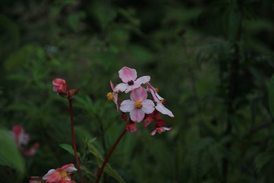 Begonia acerifolia, photographed by Steven Bodzin