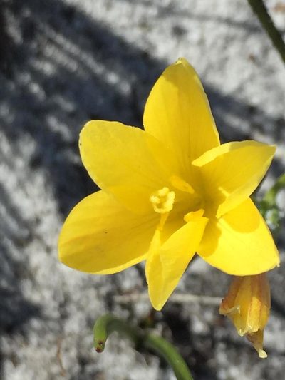 Geissorhiza humilis, photographed by Caroline Voget