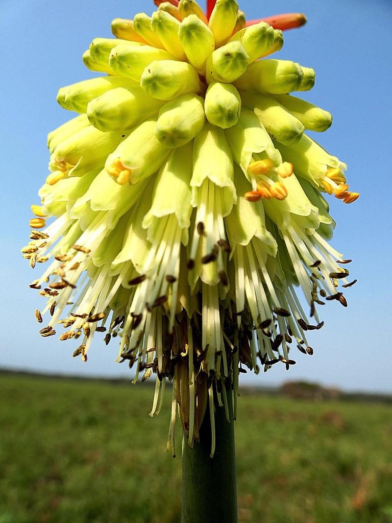 Kniphofia littoralis, photographed by Ronald Flipphi