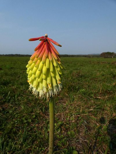 Kniphofia littoralis, photographed by Ronald Flipphi