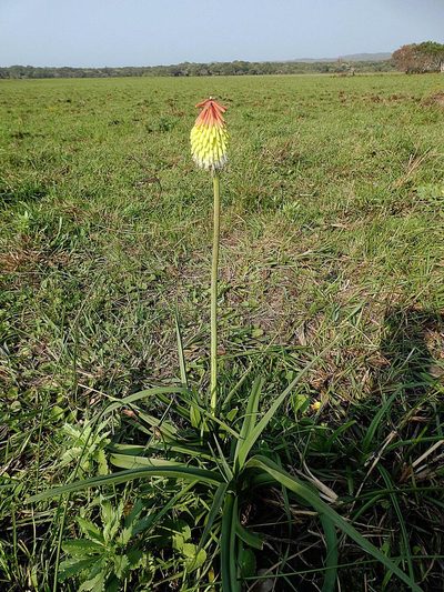 Kniphofia littoralis, photographed by Ronald Flipphi