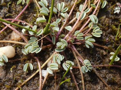 Oxalis oculifera, photographed by Ronald Flipphi