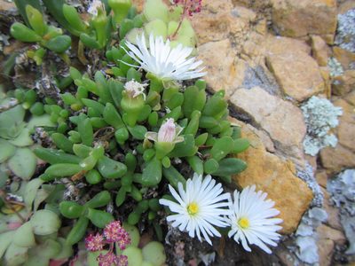 Delosperma esterhuyseniae, photographed by douglaseustonbrown