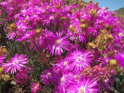 Lampranthus coralliflorus, photographed by douglaseustonbrown