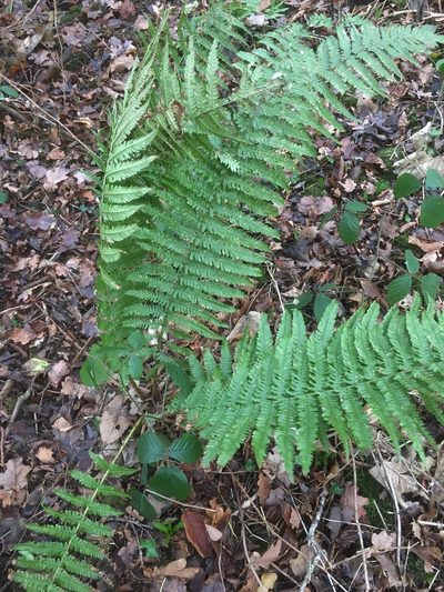 Dryopteris borreri, photographed by Paul Cook