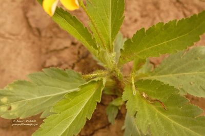 Tricliceras glanduliferum, photographed by i_c_riddell