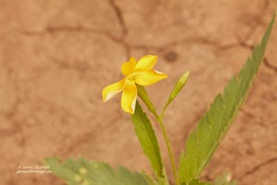 Tricliceras glanduliferum, photographed by i_c_riddell