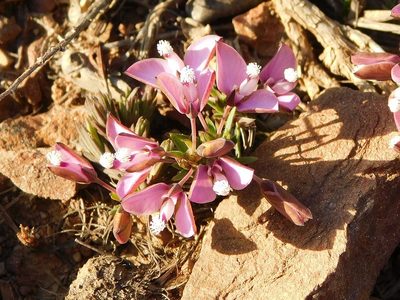 Polygala umbellata, photographed by Klaus Wehrlin