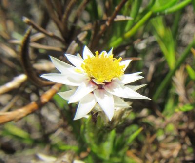 Achyranthemum striatum, photographed by douglaseustonbrown