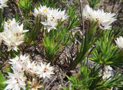 Achyranthemum striatum, photographed by douglaseustonbrown
