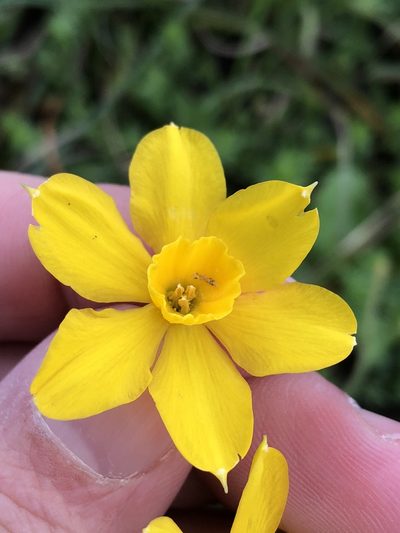 Narcissus jonquilla, photographed by Sam Kieschnick