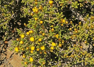 Helichrysum parvifolium, photographed by Jerry Cooper