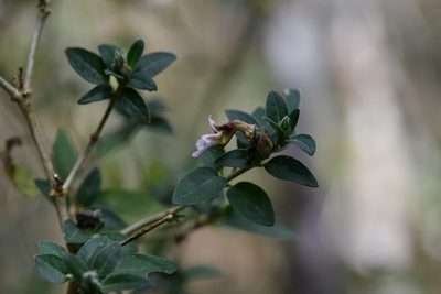 Holographis parayana, photographed by Neptalí Ramírez Marcial
