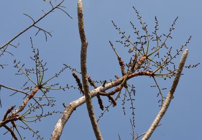 Comocladia guatemalensis, photographed by Neptalí Ramírez Marcial