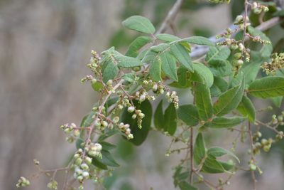 Rhus terebinthifolia, photographed by Neptalí Ramírez Marcial