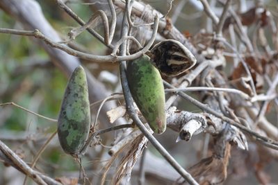 Ruehssia gualanensis, photographed by Neptalí Ramírez Marcial
