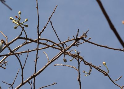 Ipomoea populina, photographed by Neptalí Ramírez Marcial