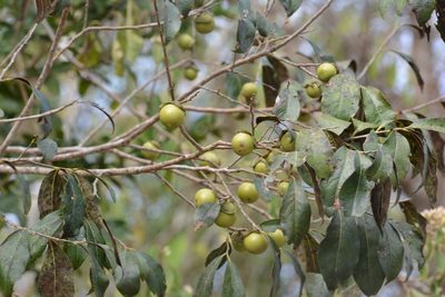 Diospyros salicifolia, photographed by Neptalí Ramírez Marcial