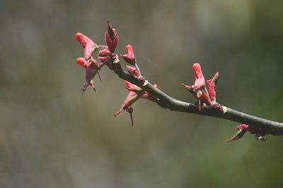 Euphorbia calcarata, photographed by Neptalí Ramírez Marcial