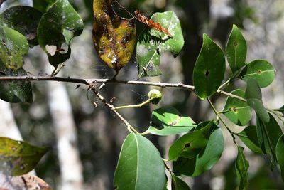 Licaria misantlae, photographed by Neptalí Ramírez Marcial