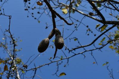 Cedrela salvadorensis, photographed by Neptalí Ramírez Marcial