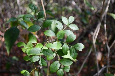 Fraxinus purpusii, photographed by Neptalí Ramírez Marcial