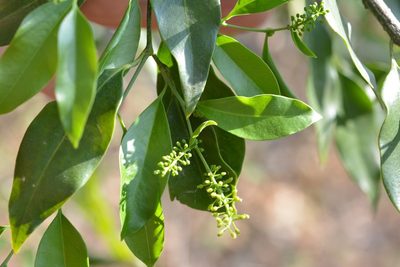 Agonandra racemosa, photographed by Neptalí Ramírez Marcial