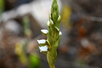 Aulosepalum hemichrea, photographed by Neptalí Ramírez Marcial