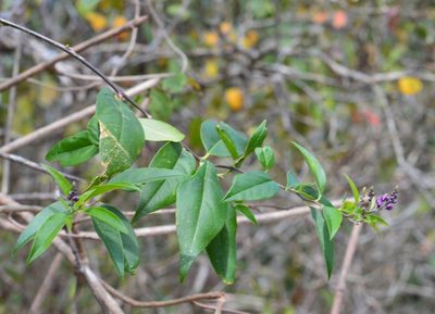 Asemeia floribunda, photographed by Neptalí Ramírez Marcial