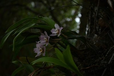 Rhynchostele cervantesii, photographed by Neptalí Ramírez Marcial
